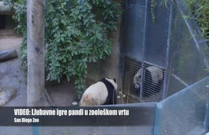Pogledajte kako se slatke pande pripremaju za parenje