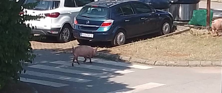 Ljudi kraj Poreča ostali u čudu. U mjestu se pojavile svinje: 'Prelazile su preko zebre...'