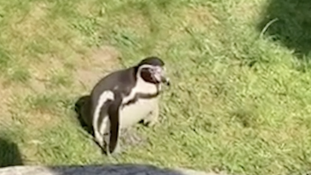 Znatiželjni pingvin: 'Sjena moje glave mu je bila zanimljiva pa ju je počeo loviti po zoološkom'
