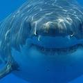 Morski psi izumiru i to je znak propadanja Sredozemnog mora
