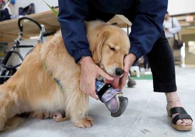 Golden retriver  wears a prosthetic paw in Sterling, Virginia