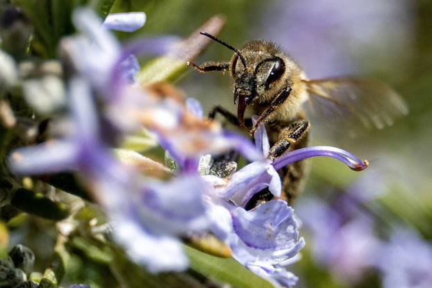 Danas se obilježava Svjetski dan pčela