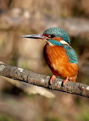 Wildlife - Kingfisher