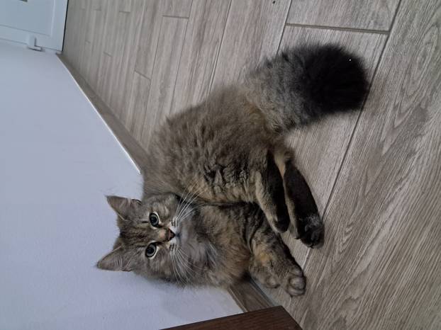 SUPER FOTKE vaših ljubimaca! Neki bi mogli biti viralni hit, ali svi su jednostavno neodoljivi