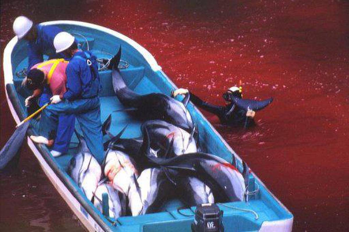 Japan: Otvorili su sezonu brutalnog lova na delfine 