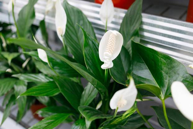 Spathiphyllum on a shelf in a flower greenhouse