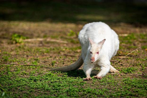 U osječkom zoološkom vrtu po drugi puta se okotio albino valabi