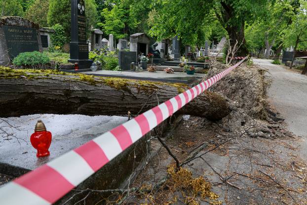 U oluji porušena stabla na Mirogoju napravila su veliku štetu