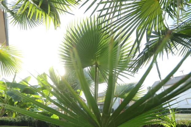 Egzotični vrt Igora Čupića