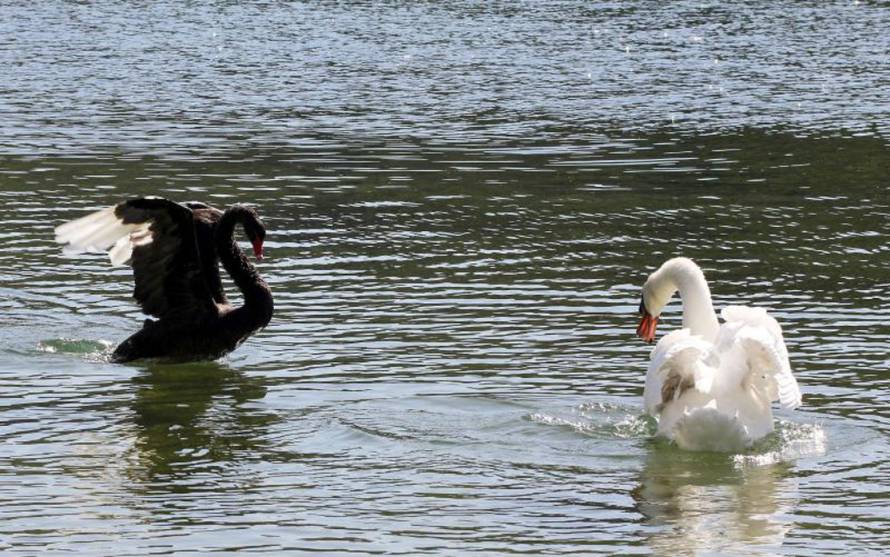 Duško Jaramaz/PIXSELL