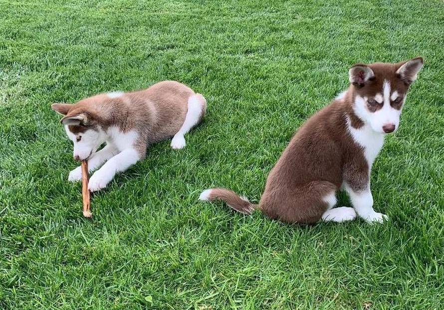 DiCaprio je riskirao život kako bi spasio svoje pse od utapanja