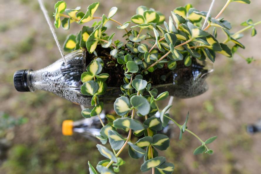 Floraart: Sadnice cvijeća od 2 kune, a za 25 mini vrt u posudi