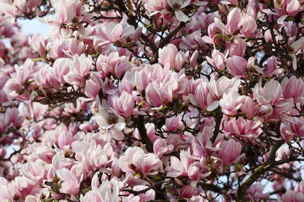 24sata Pula: Magnolija obitelji Borščak u Puli