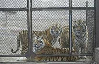 Civilna garda ubila tri tigra koja su pobjegla iz ZOO-a