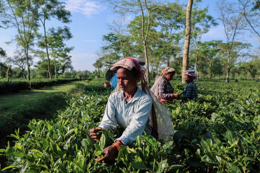 FILE PHOTO: A worker plucks fresh tea leaves at the Chota Tingrai estate in Tinsukia, Assam, India