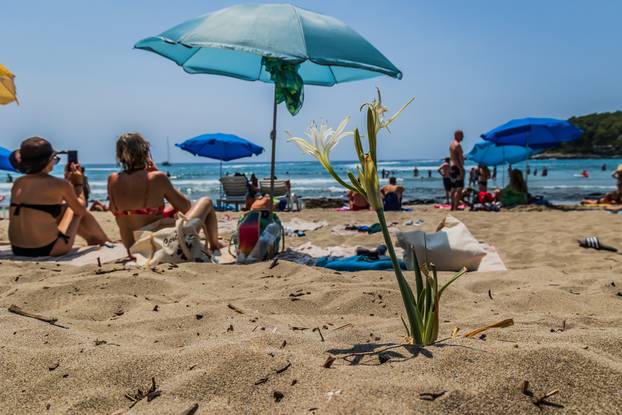 Lumbarda: Pjesčana plaža Pržina na južnoj strani Korčule 