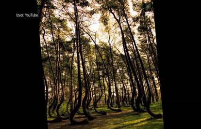 Misterij poljske šume! Sva stabla rastu zakrivljena