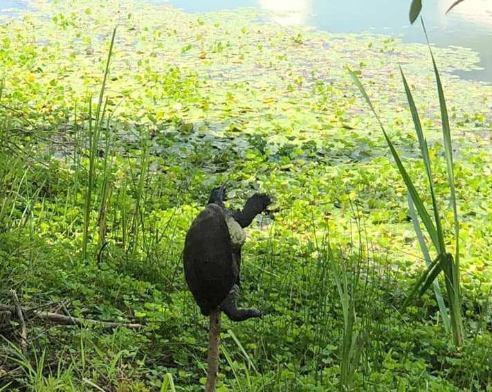 Kornjače nabili na kolac: 'Ovo je za svaku osudu, one se ne mogu ni braniti. Nikad to nisam vidio'