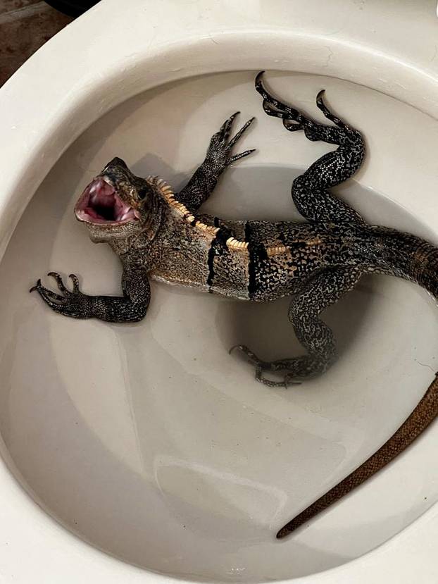A Florida man got the shock of his life when he went to use the toilet - and found an angry iguana hissing at him.