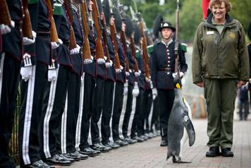 King penguin Nils Olaf inspects guard