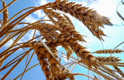 Turska: 'UN-ov plan za izvor ukrajinskog žita je razuman'