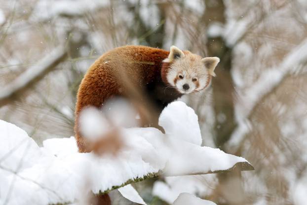 Zagreb: Snježno prijepodne u zoološkom vrtu