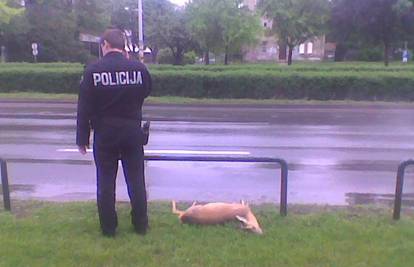 Zagreb: U travi kod Palače pravde pronašli su srndaća