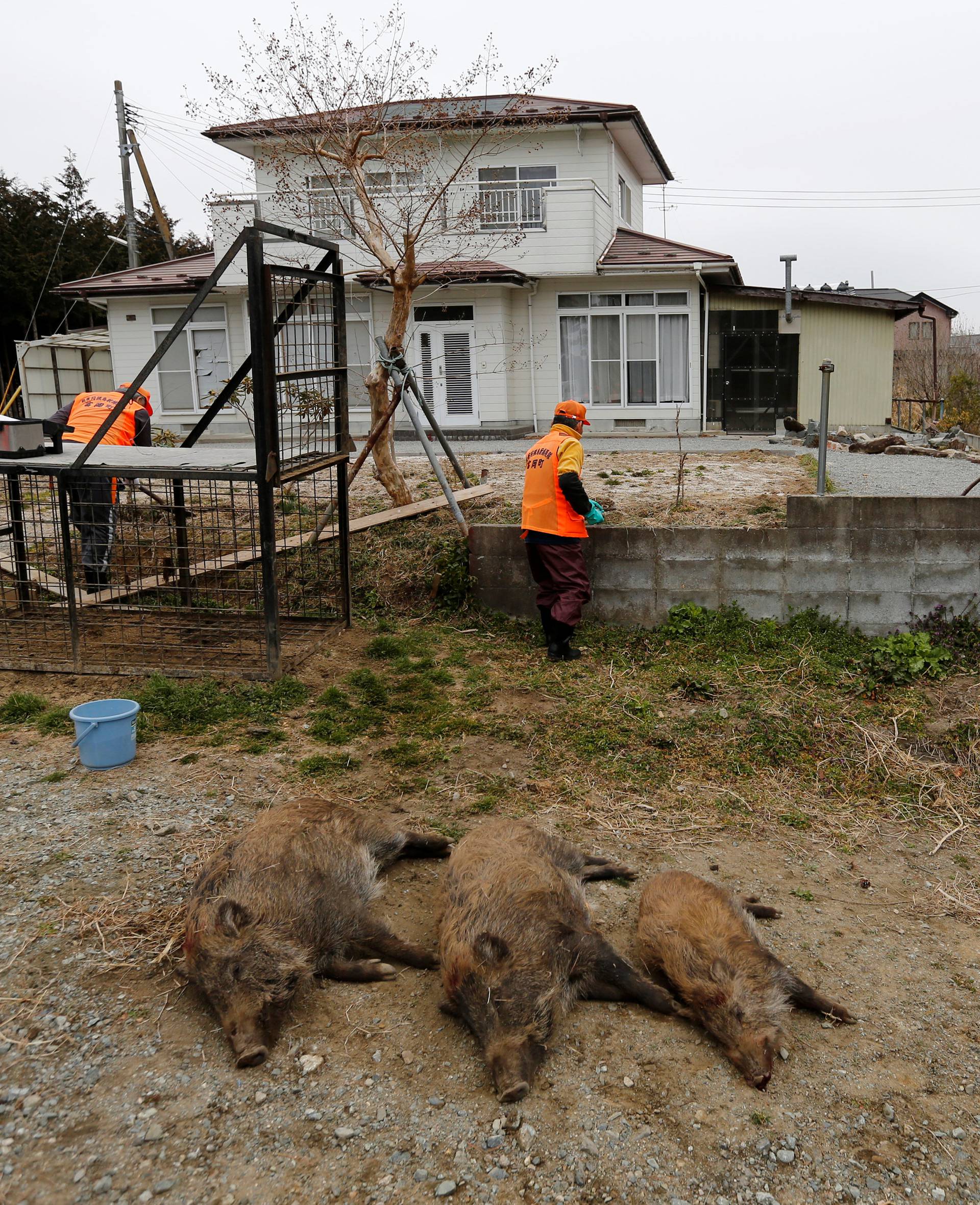 Wild boars which killed by a pellet gun in a booby trap, are seen at a residential area in an evacuation zone near TEPCO's tsunami-crippled Fukushima Daiichi nuclear power plant in Tomioka town