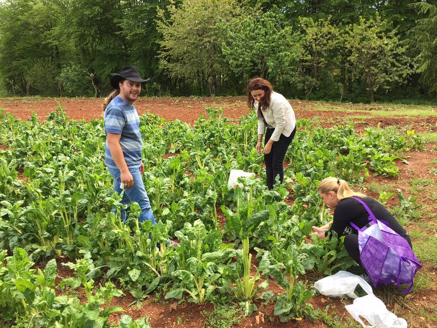 Samo su je morali ubrati: Po besplatnu blitvu došlo šestero