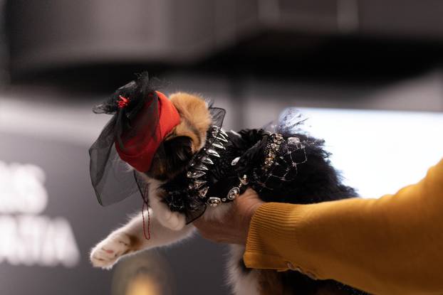 FOTO Velika izložba mačaka u Zagrebu: Predstavljene i jedinstvene modne kreacije