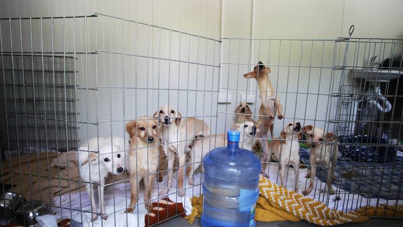 HOROR NA UČKI Žena godinama mučila pse, podignuli optužnicu. U kući su pronašli oko 30 lešina