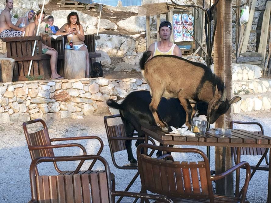 One se druže s gostima: Nenad Hervatin u kafić je doveo koze