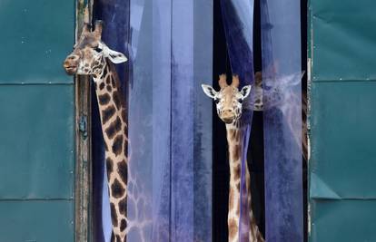 TOZ nije mogla spasiti ni žirafa: Pokrenuli su likvidaciju