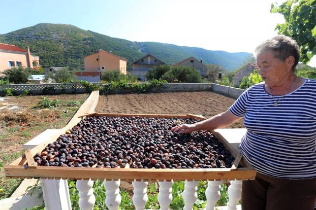 Sušenje smokava na tradicionalan način u Grebaštici