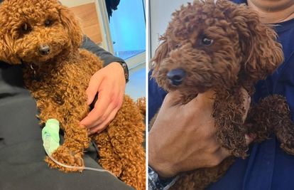 Našli nestalog psa brata Mate Rimca: 'Teddy je tu, a hotel za pse može staviti ključ u bravu'