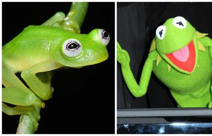Pronašli su novu vrstu žabe, izgleda baš isto kao i - Kermit