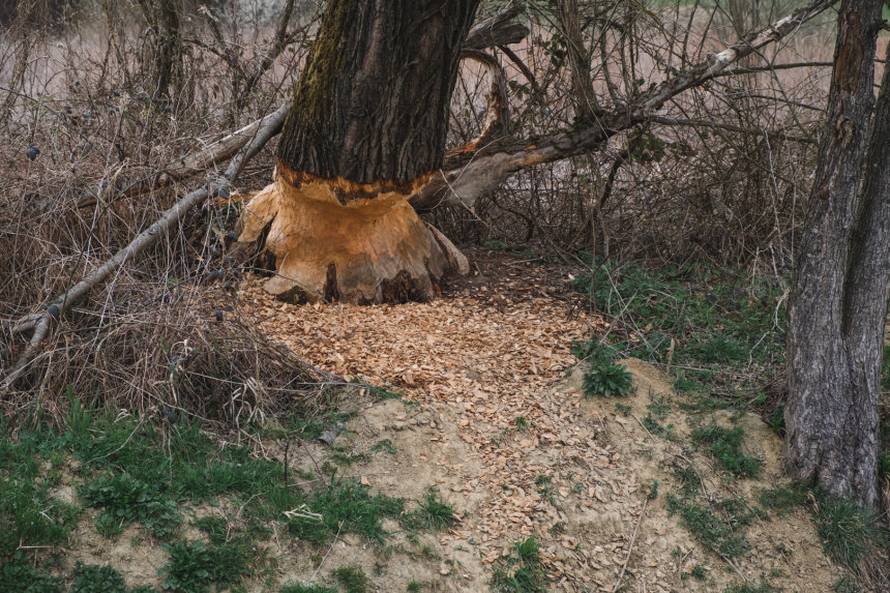 Dabrovi u Novom Marofu rade probleme: 'Ukrali su 200 letvi radnicima i odnijeli ih u potok'