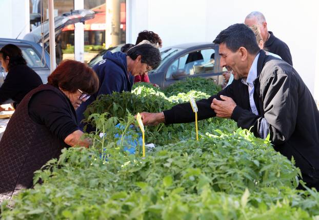 Šibenik: Bogata ponuda sadnica raznog povr?a