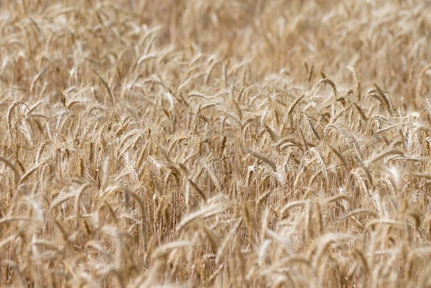 Poljoprivrednike kradu, ruše im cijene, uništava ih birokracija: 'Mi propadamo svake godine'