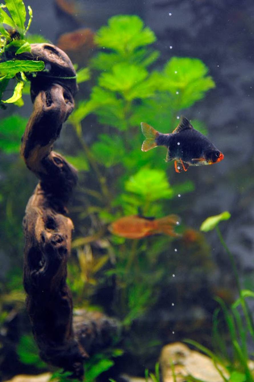 Boris Stromar/ AkvarijNET