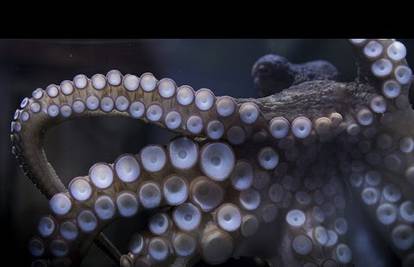 Mnoge životinje oduševile su nas, ali ova hobotnica je 'vrh'
