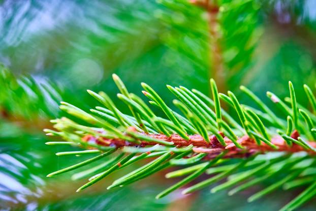 macro photo spruce branch nature color green