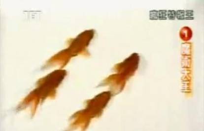 Istrenirao zlatne ribice da plivaju tamo gdje on želi 