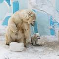 Polarni medvjedi prisiljeni jesti jedni druge da nekako prežive