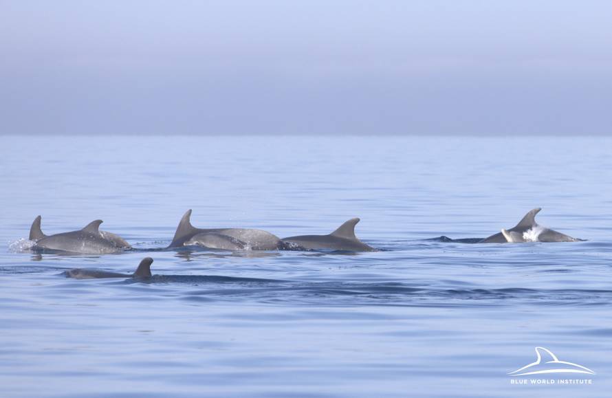 FOTO Kod Lošinja snimili 30-ak dupina: 'Igrali su se i skakutali'