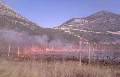 Vatra je progutala  pet hektara vinove loze i trave u Pojezerju
