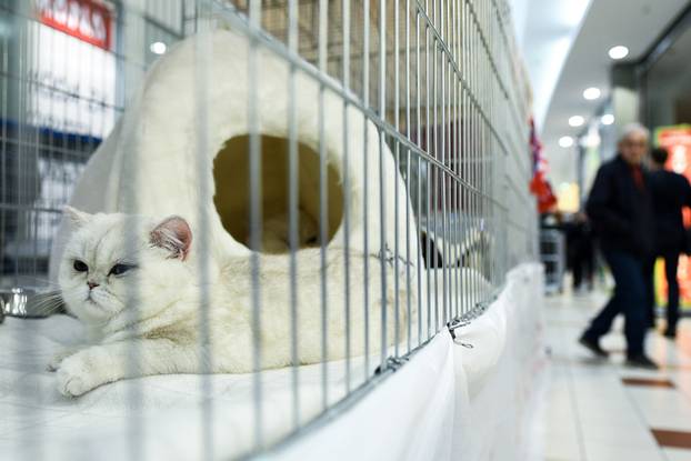 Zagreb: Međunarodna izložba mačaka