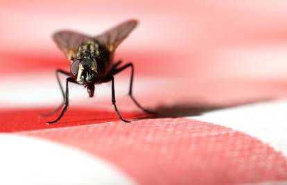 Rješenje za svaku napast: Nim za komarce, ocat za mrave...