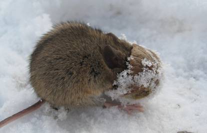 Malom gladnom mišu njuškica je zapela u praznoj ljusci oraha