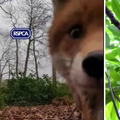 VIDEO 'Lijo, daj da 'udarimo' jedan selfie!': Htio snimiti lisicu u šumi, ona mu ukrala mobitel!